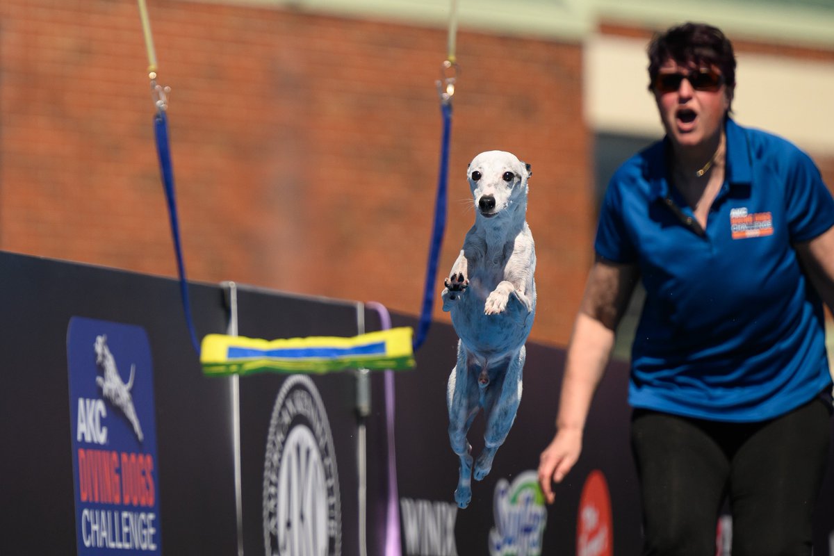 NCStateVetMed's tweet photo. DIVING AND THRIVING. It was a perfect North Carolina day for #NCStateVetMed to host the @akcdoglovers Diving Dogs Premier Cup event. Catch the results and glimpses of our incredible campus next Sunday, April 9, at 1:30 p.m. on @ESPN 2. #vetschool #dogsrock #divingdogs https://t.co/mA5L5lJdpQ