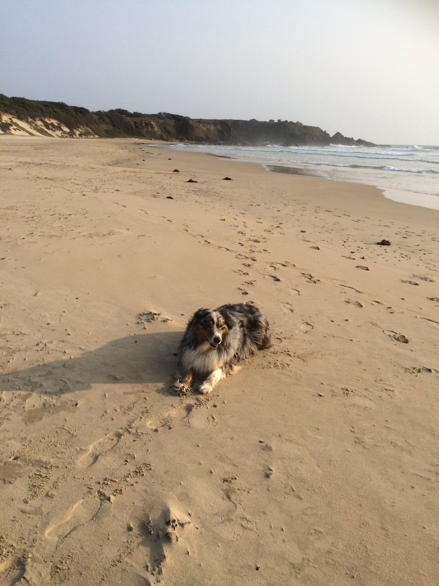 CorruptNSW's tweet photo. @russellcrowe Morning Rusty
My Mum is 88 soon ..lives 2 doors up from Jan & Wally’s #Mullaway corner shop. If you’re in the neighbourhood pls say hi as she’s a massive fan of yours & an avid @SSFCRABBITOHS 💚❤️🤍🖤
My dog ‘Bear’ loved the Cabin Beach when we visited the area.❤️🐶 https://t.co/4GWkORyBH5