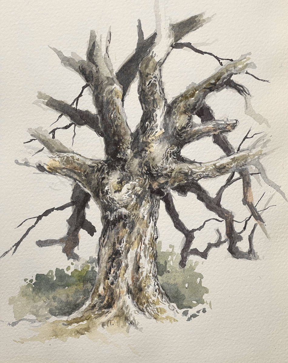 smitchelldesign's tweet photo. Live Oak #watercolor in my #perfectsketchbook . Video is on my channel. #watercolour #watercolorpainting https://t.co/d3qKCt1LpF