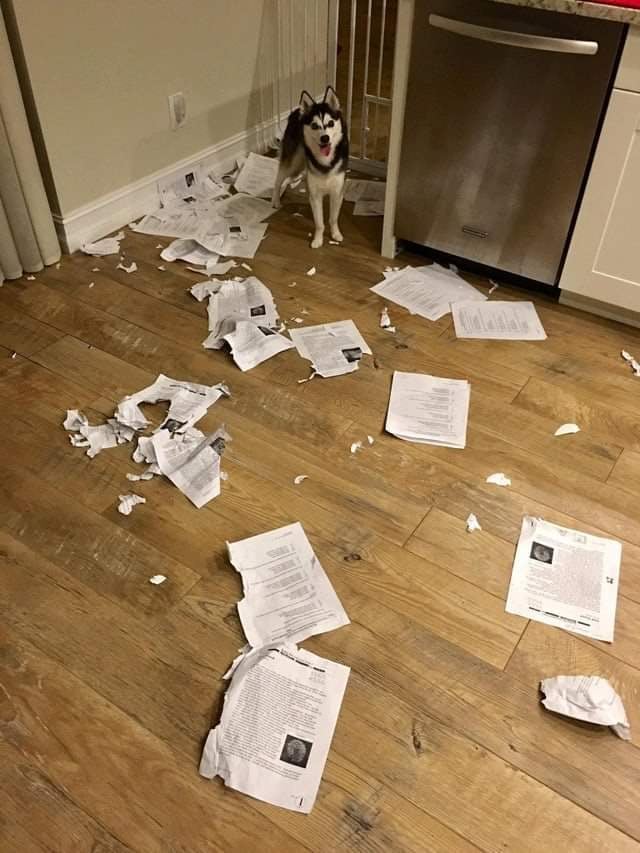 When you're a teacher and your dog eats everyone's homework...
