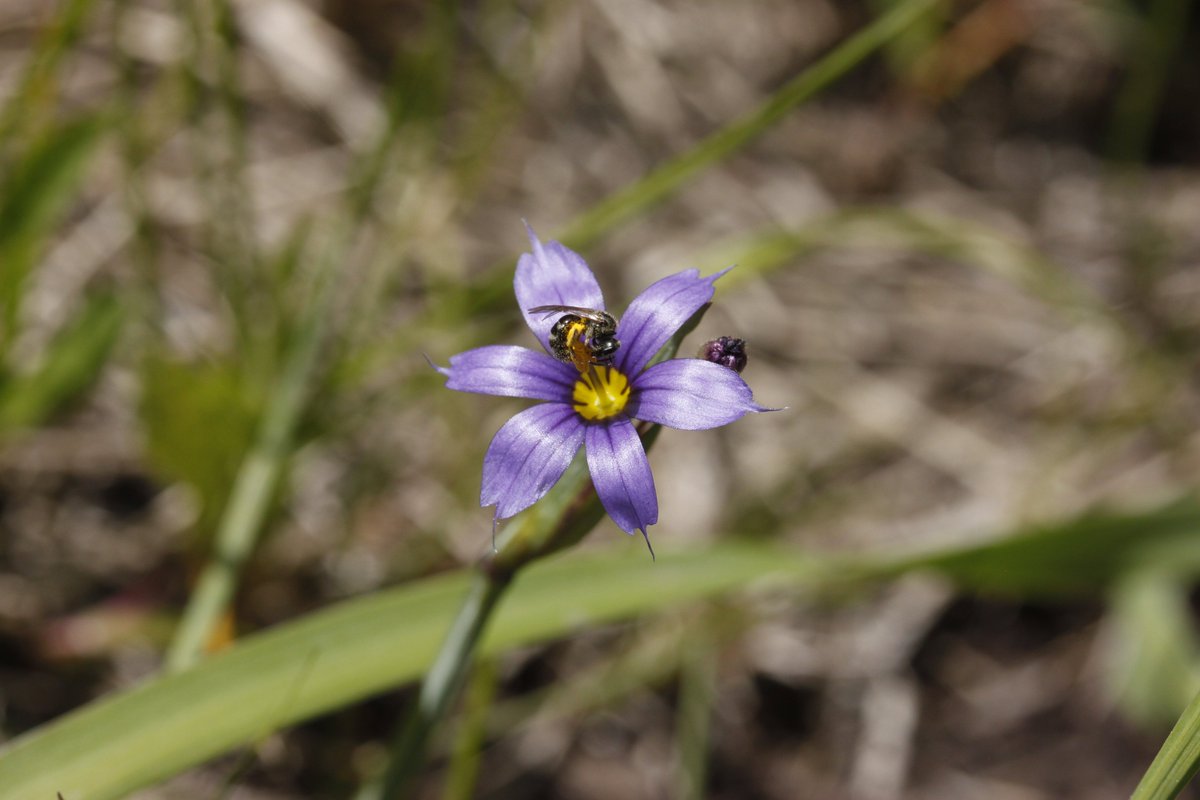 sometimesimdan's tweet photo. Three genera from the tribe Sisyrinchieae (family Iridaceae) https://t.co/cmzauB1uVw