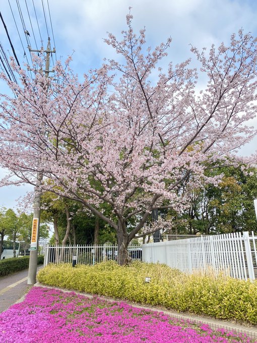 おはようございます。小学校の今朝の桜、ようやく満開です今年は入学式には散ってしまうかなと思ってたけど、まるで子どもたちを待っていてくれたかのようで。今日から新年度ですね。みなさんそれぞれの場所でがんばれますように(*'꒳`*) 