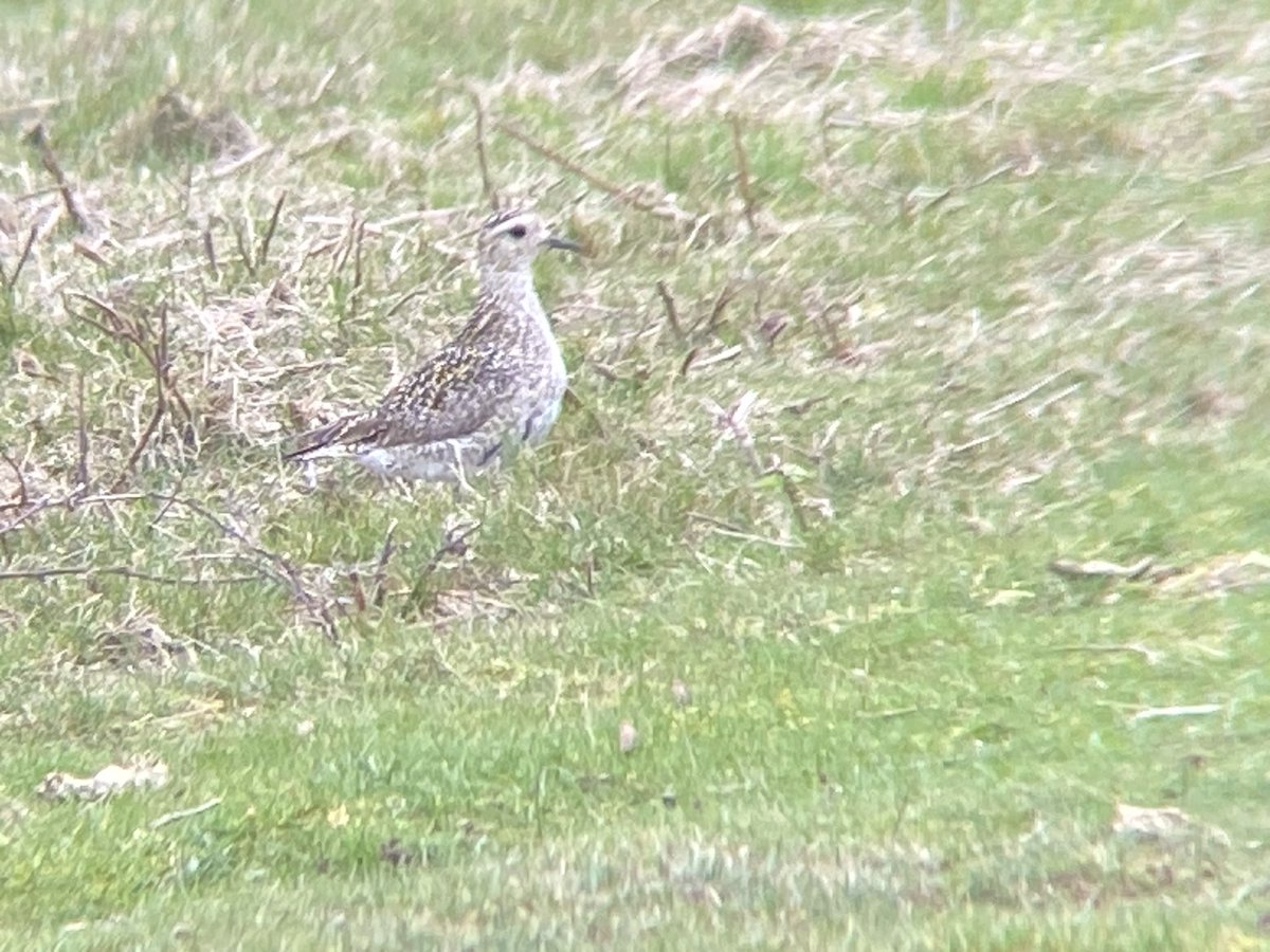 sheilauganda's tweet photo. Along with the meadow pipits and linnets today on Wavering Down, west mendips @somersetbirds #birdmigration #springmigration https://t.co/vkNbudqJqs