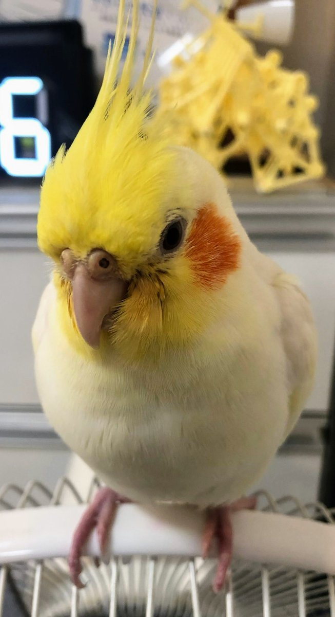 kuunyan9625's tweet photo. 熊本県八代市海士江町
で４月１日ルチノーのオカメインコごまたろう君が迷子です
見掛けた方は名前を呼んで寄って来たら保護して下さい
見掛けた方保護された方、NETや知人ご近所さん等の保護情報に心当たりの有る方は、アキさんのアカウントに連絡してあげて下さい。 https://t.co/rSyBRNYV05