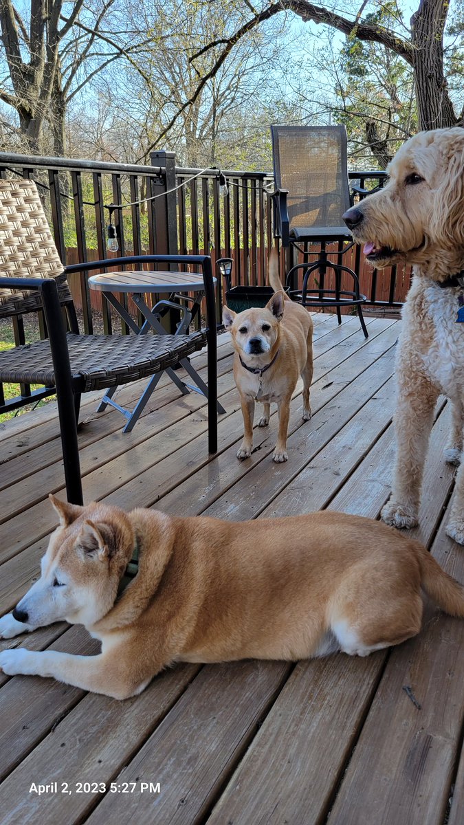 KittyCat1964's tweet photo. Spring evening 🤎 (white wine not pictured) #backdeck #dogs https://t.co/O2uoVCr0Cw
