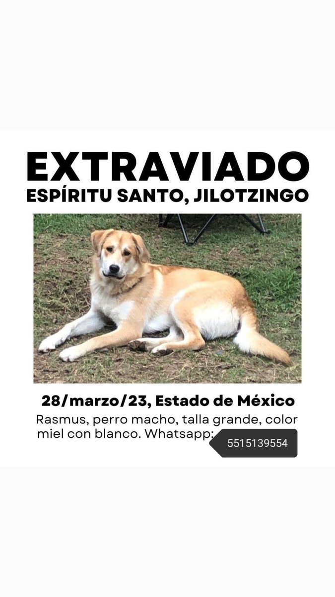 EricasanchezSu's tweet photo. Extraviado en #Jilotzongo, porfavor nos ayudan a compartir? https://t.co/xrqrSixUf6