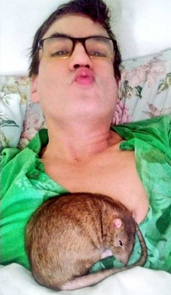 sergiobarbosach's tweet photo. La hora de la siesta! Así se queda por horas acompañándome . #Ratlover  #ratpet https://t.co/7OL9uvoyK3