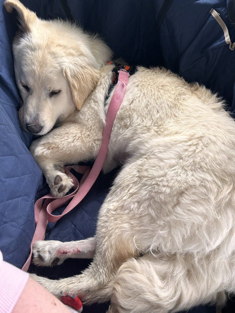NicoleM_Designs's tweet photo. Our newest additional to the family. 💗 We named her Jester. IYKYK. 

@CriticalRole @LauraBaileyVO #Puppy #GoldenRetriever #GreatPyrenees #CriticalRole #JesterLavorre #MightyNine #DnD https://t.co/fimKW8Cun8