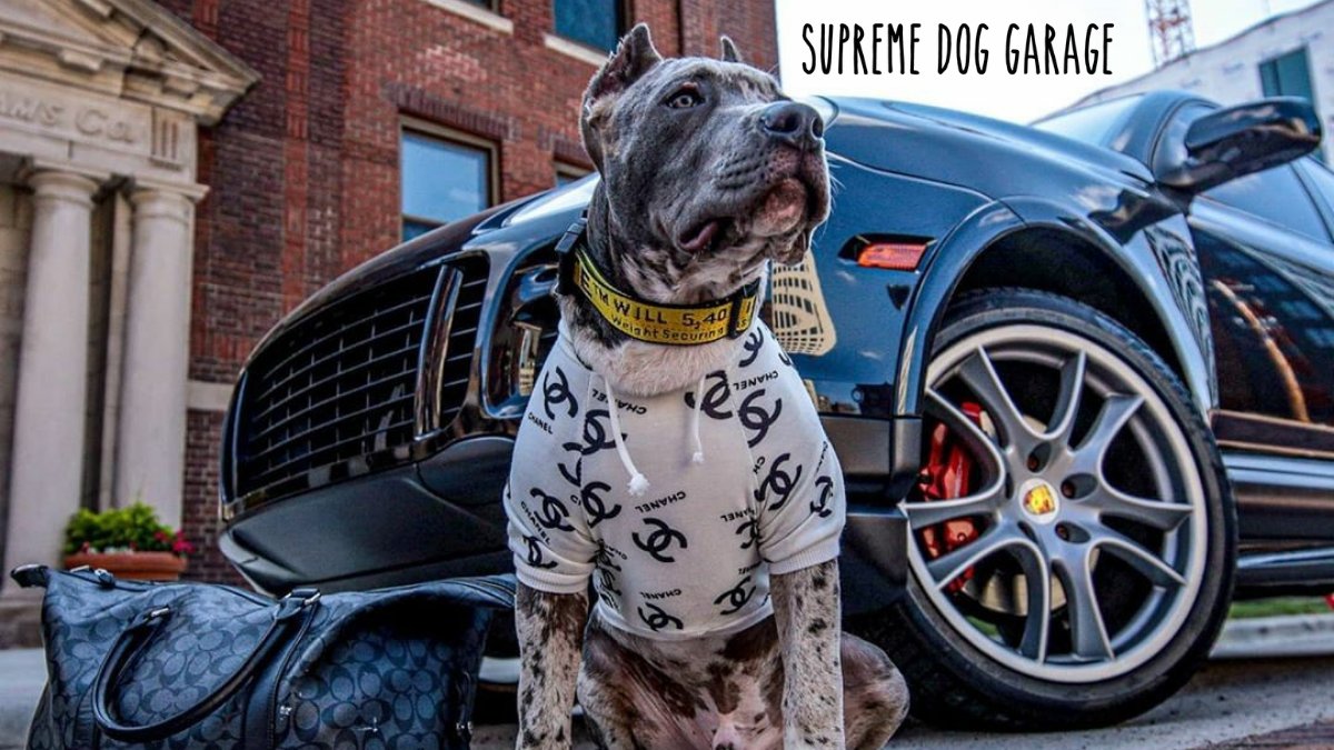 Supreme Dog Garage (@SDGShop) / X