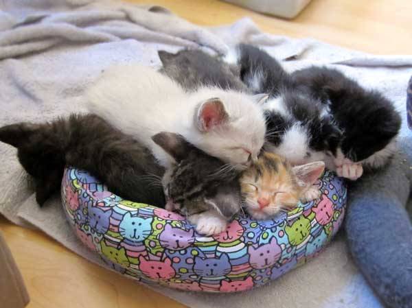 #cute #cat #cats #CatParty #CatsOfTwitter #CatsOnTwitter #catlover #meow #kitten #kitty #ilovecats