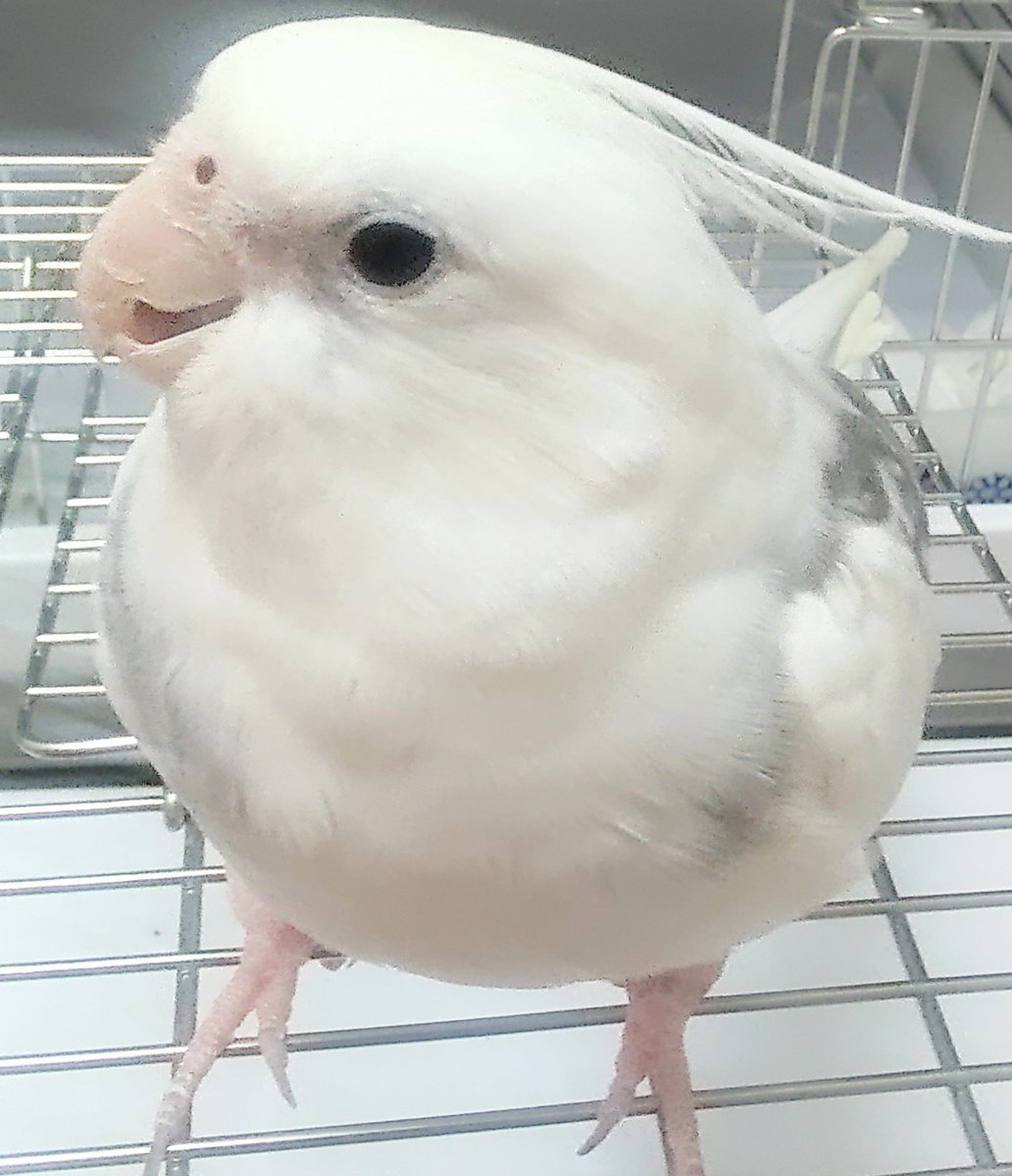 おはようございます🙂新しい週が始まりましたね😃💓今週もお身体をご自愛されながらも穏やかな良い1週間であります様に🍀😌🍀空共々宜しくお願いします(*^^*)🌷❤️