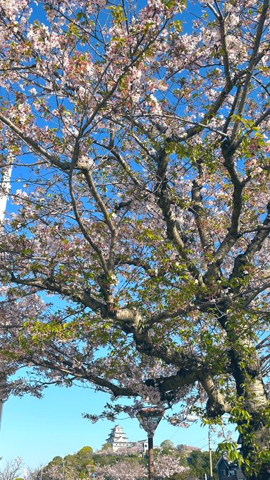 本日は快晴なり☀️昨日の強風で、宿の前は葉桜になりましが、まだ至る所に桜は咲いています。これからは遅咲き桜🌸の出番です✨