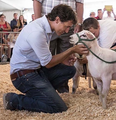 randythehunn's tweet photo. #NeverNotley looks at #Sparklesocks the way he looks at his sheeple  ☻ https://t.co/0CGEEFnfBu