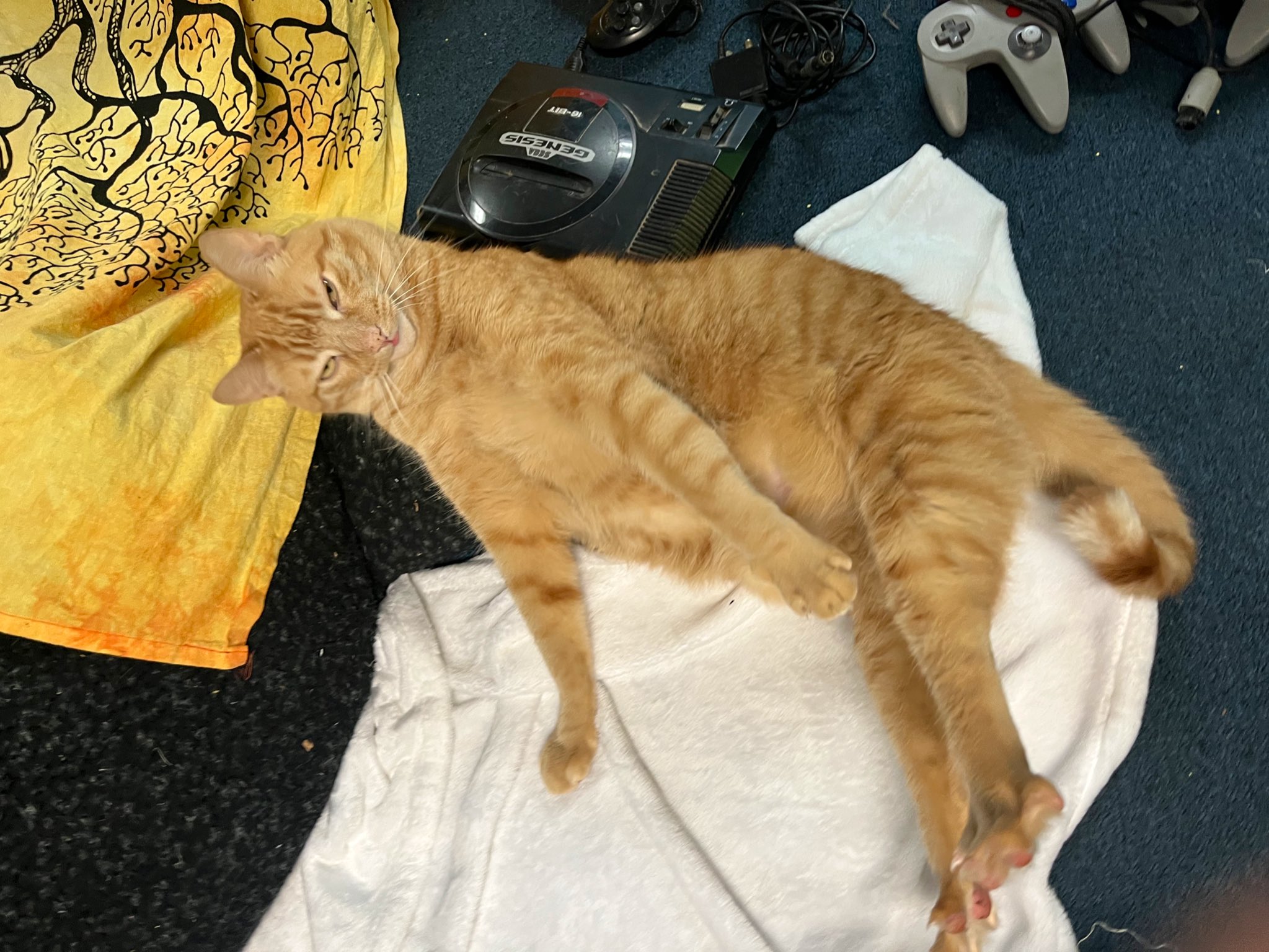 Cat Mom Sarah (@catmomsarahlife) / Twitter