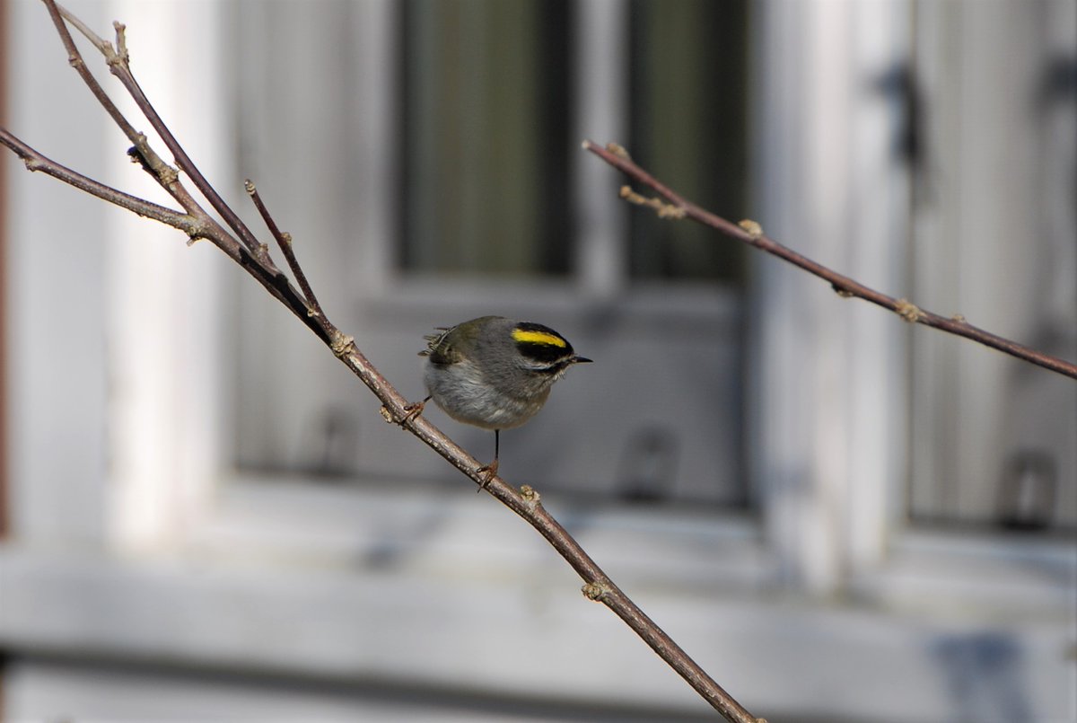 Over the past few days I'm seeing lots of Golden Crowned Kinglets - so small (almost hummingbird size) and fast flitting (hard to photograph). This one was flitting around the sun-lit wall of our house picking off bugs. #norfolknature #birds