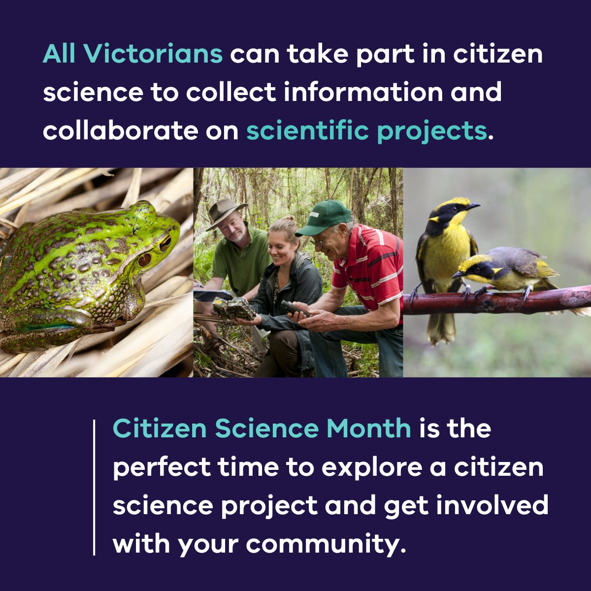 Citizen scientists play a key role in our work to protect and manage Victoria’s land, waterways, vegetation and wildlife 🧪🔬 🥼 To get involved in citizen science or other environmental volunteering in Victoria, visit: environment.vic.gov.au/volunteering/g… #CitizenScienceMonth