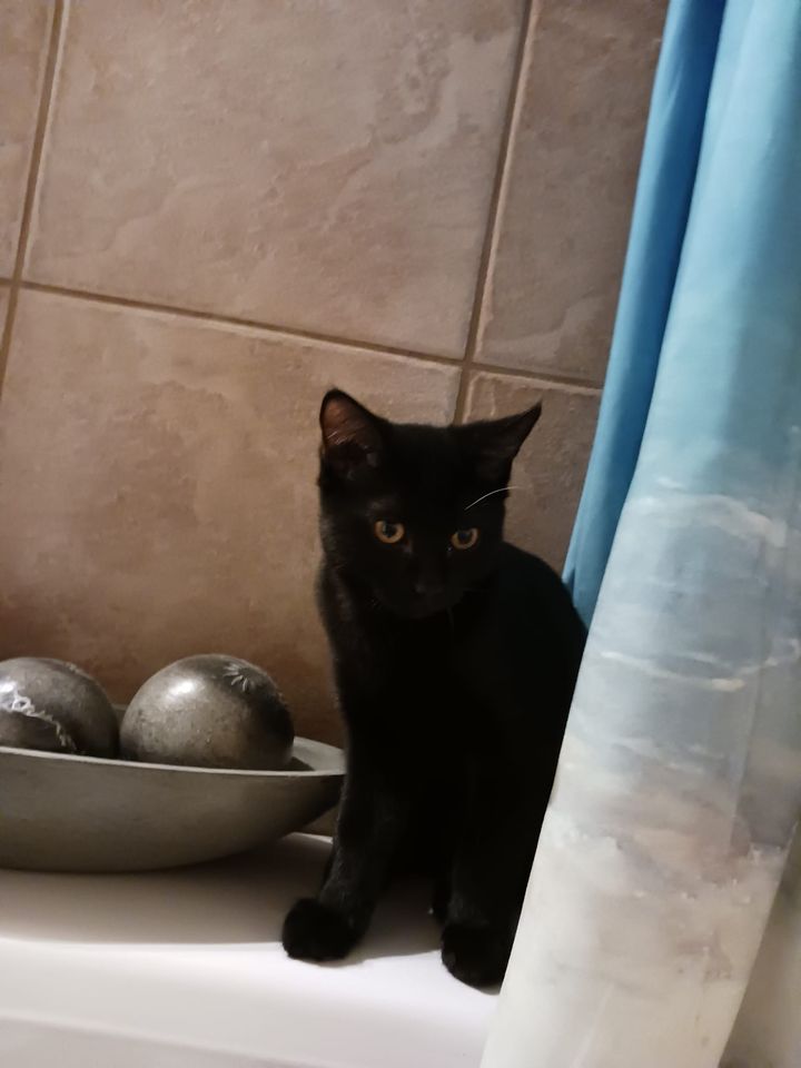 LOST PETS YYC tweet media