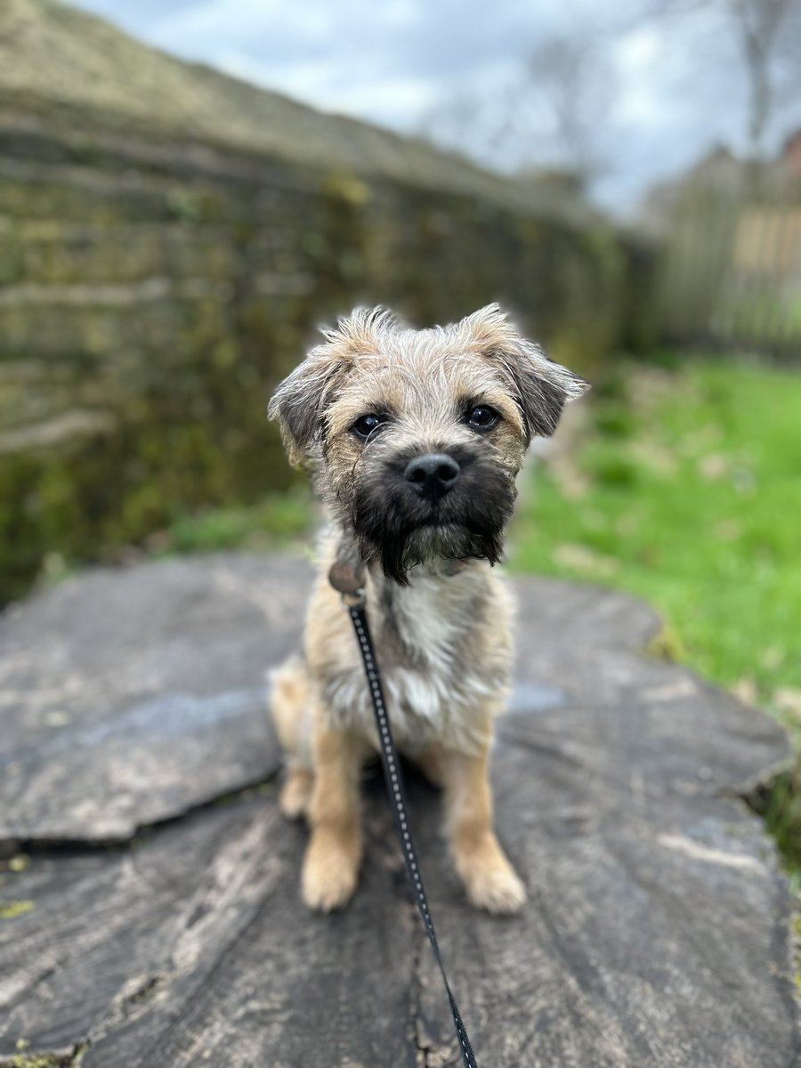 Hi Pals. I’m growing up fast! Puppy class finishes on Saturday and I have to pass my commands. Paws crossed for me 🐾