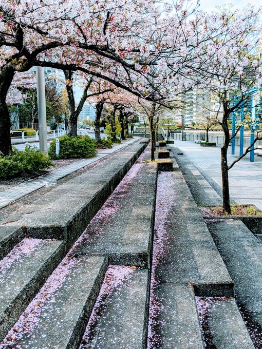 桜の花の落ちるスピード。秒速5センチメートル。 