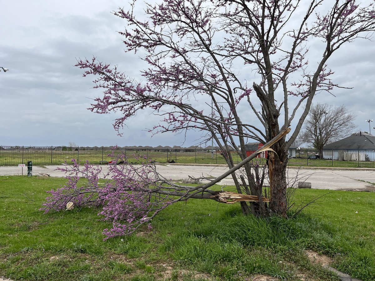 I came across this tree today that got damaged by a tornado 5 weeks ago, but is still blooming. It seemed to me a symbol of perseverance in the face of adversity. I hope someone finds it as inspiring as I did!