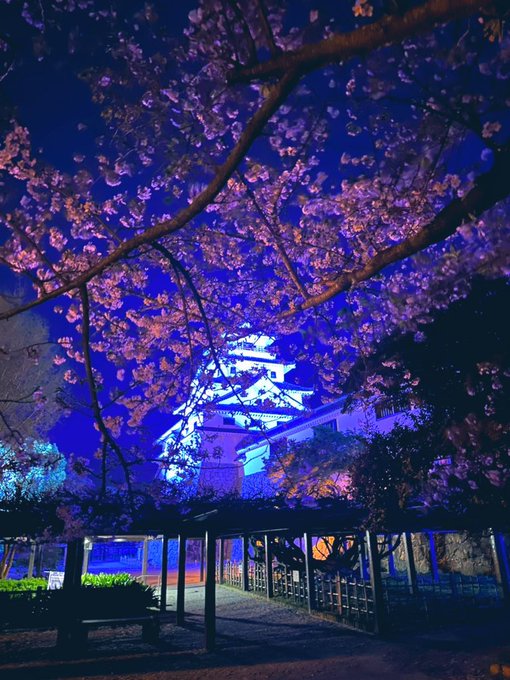 昨夜🌖撮った唐津城と桜🌸ですかなり散ってしまいましたが、まだギリ行けそうです🤔#ユーリオンアイス #yoi #佐賀#ゾン