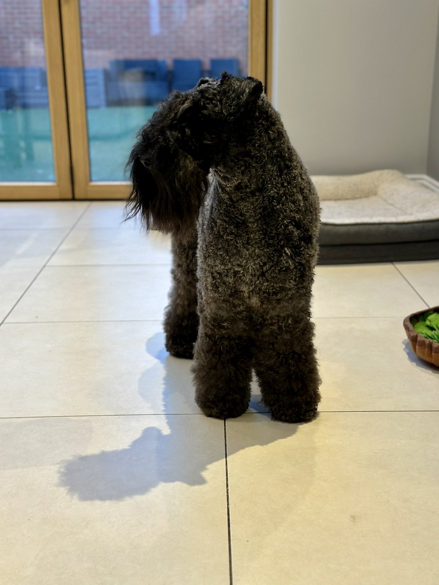 KerryBlueBarkUp's tweet photo. @J1t7lA @iaindwelch Chester is 2 years and 3 months, still young and not fully blue yet! https://t.co/NB4tM0qBCq