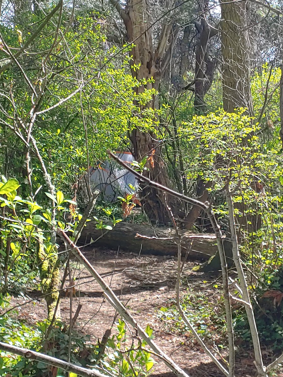 thisgirlwithac7's tweet photo. Sneaky camper in Beacon Hill Park.

#yyj https://t.co/EOoLHOI2fH