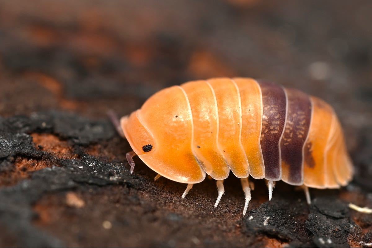 Cubaris sp. カプチーノ 6匹 高額種生体保証付き！ダンゴムシ