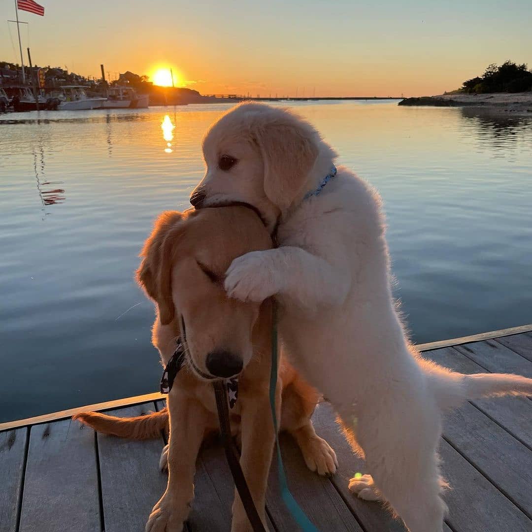 💖 (@twaniimals) on Twitter photo 