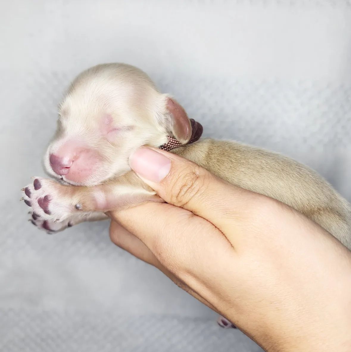 dashchunds's tweet photo. Available. Message for more info
#Dachshund
#Dachshunds #Dachshund_Lover_family_USA https://t.co/LdgLQTvSpr