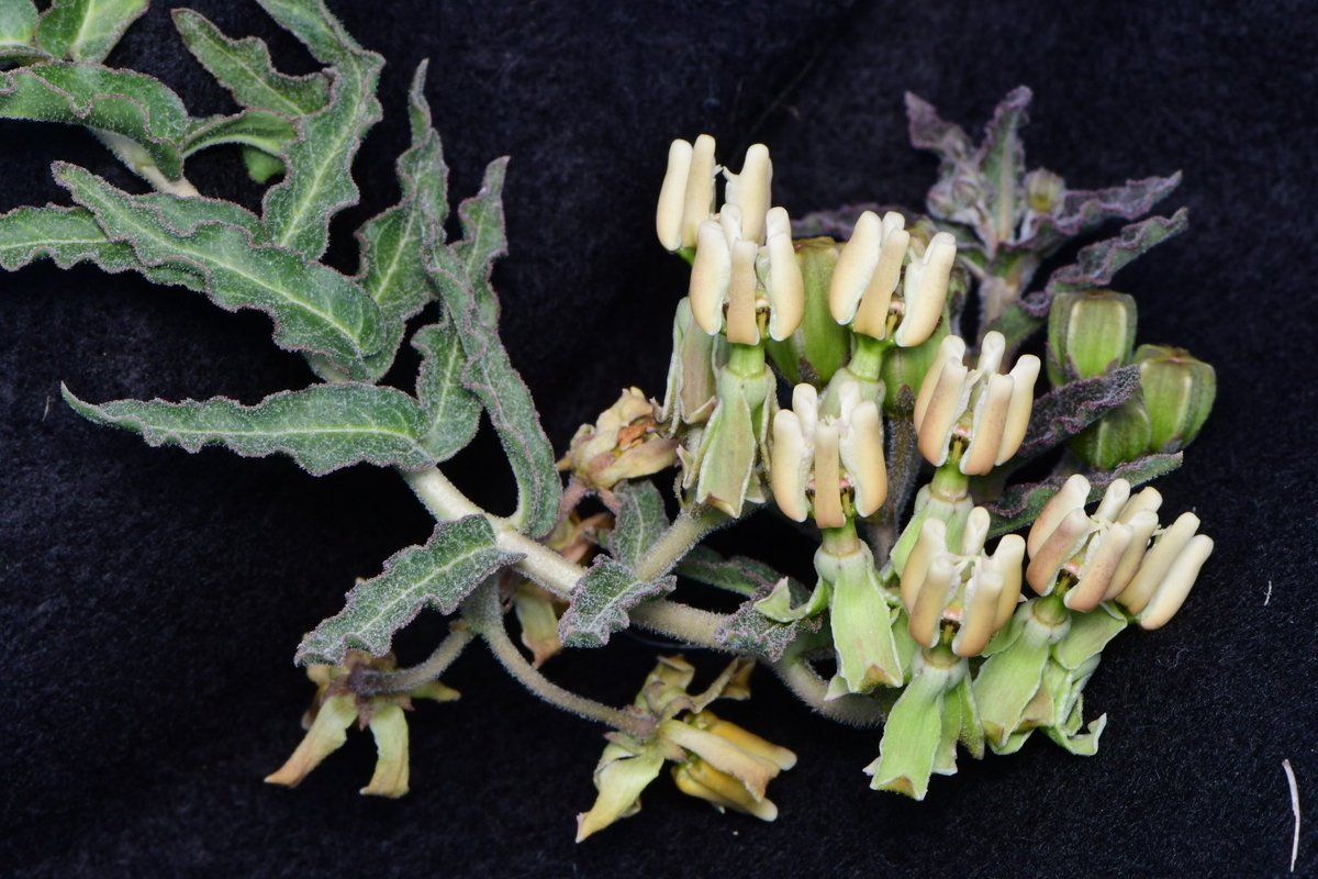 JoeySantore's tweet photo. Prostrate Milkweed (Asclepias prostrata) is one of North America's rarest plants, growing in the brutally hot border regions of South Texas &amp; Mexico. It has undulating leaf margins, fragrant flowers, &amp; tuberous roots that it can die back to during times of drought. https://t.co/yKcf1SUcKD