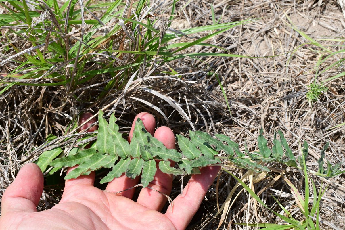 Prostrate Milkweed (Asclepias prostrata) is one of North America's rarest plants, growing in the brutally hot border regions of South Texas &amp; Mexico. It has undulating leaf margins, fragrant flowers, &amp; tuberous roots that it can die back to during times of drought.