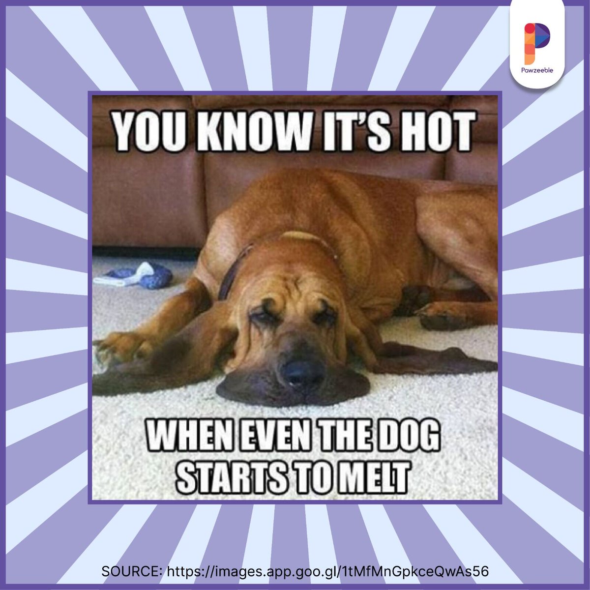 pawzeeble's tweet photo. This summer put in the extra effort to keep not only yourselves cool but also you fur buddies!
.
.
#pets #petsofinstagram #petsagram #Pawzeeble #petparent #dogsofinstagram #petlover #dogloversfeed #dogloversclub #dogloverforlife #dogloverforlife #dogloverforever #cats #catsofinst https://t.co/ArYCiFvmHH