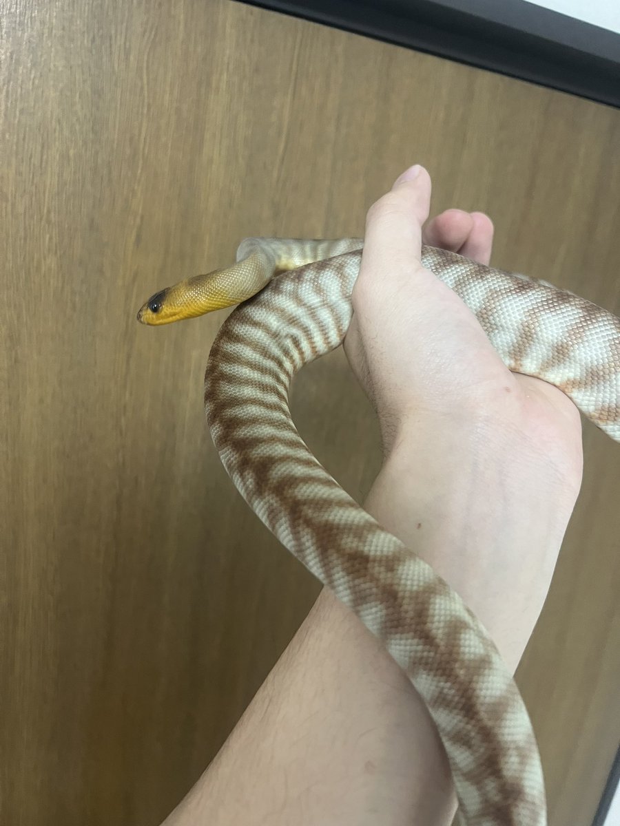 toriaezu_nama4's tweet image. 脱皮イェイ
#womapython