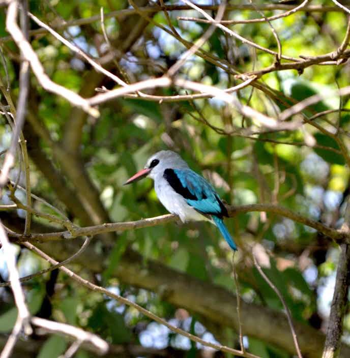 crew_fixers's tweet photo. Are you a birder and are interested in filming birds in Uganda, look no further and contact us to organize your filming safari to Uganda.
Call:+256 789 665620
Email: info@film-fixers.com
#birds #birdsphotography #birder #birders_gallery #filmingbirds #birdinginuganda #explore https://t.co/aVlC2sh1wc