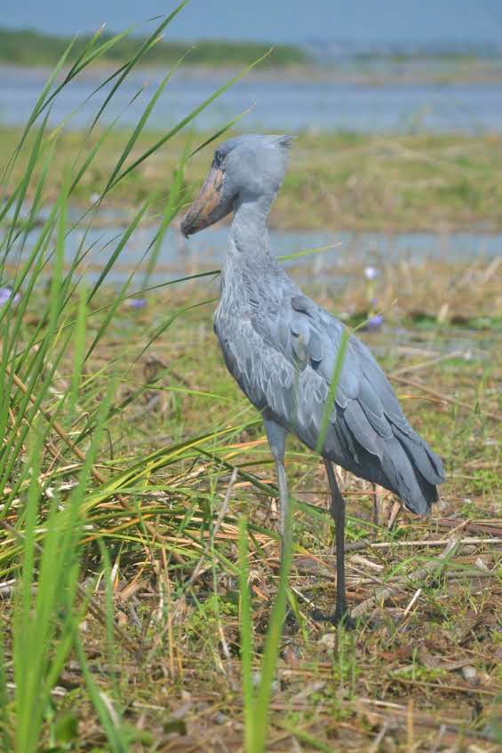 crew_fixers's tweet photo. Are you a birder and are interested in filming birds in Uganda, look no further and contact us to organize your filming safari to Uganda.
Call:+256 789 665620
Email: info@film-fixers.com
#birds #birdsphotography #birder #birders_gallery #filmingbirds #birdinginuganda #explore https://t.co/aVlC2sh1wc