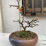 Image for the Tweet beginning: Ramailo Gharaオープンしました🐉🔥

営業時間 14:00~29:00
☎06-7492-7871

Staff
14:00~22:00 Aki.(@aki_bd_00)
22:00~29:00 Nishio(@2400000zzz)

#大阪