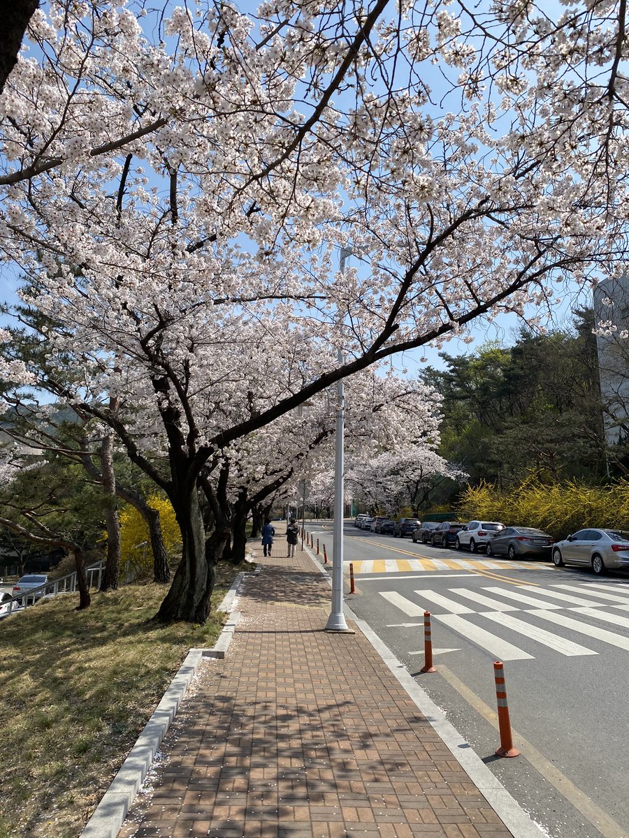 Seoul National University campus looking lovely this afternoon🙂#SNU #seoulnationaluniversity #spring