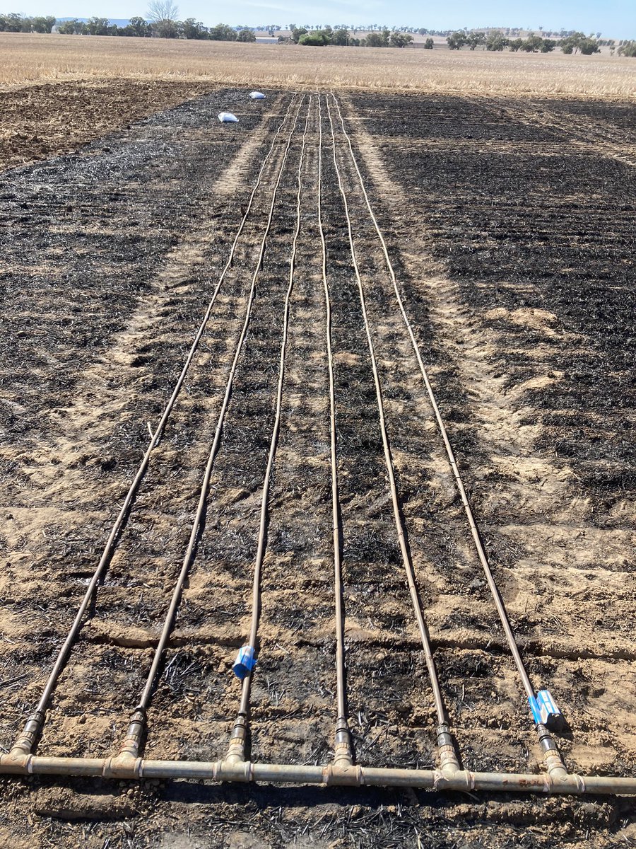 Using a combination of irrigation, evaporation covers and sowing times to evaluate canola est% under various soil temp and moisture conditions. Just one of the trials in the new @theGRDC project being lead by @AndrewF00370433. Stay tuned for updates. @NSWDPI_AGRONOMY @CSIRO