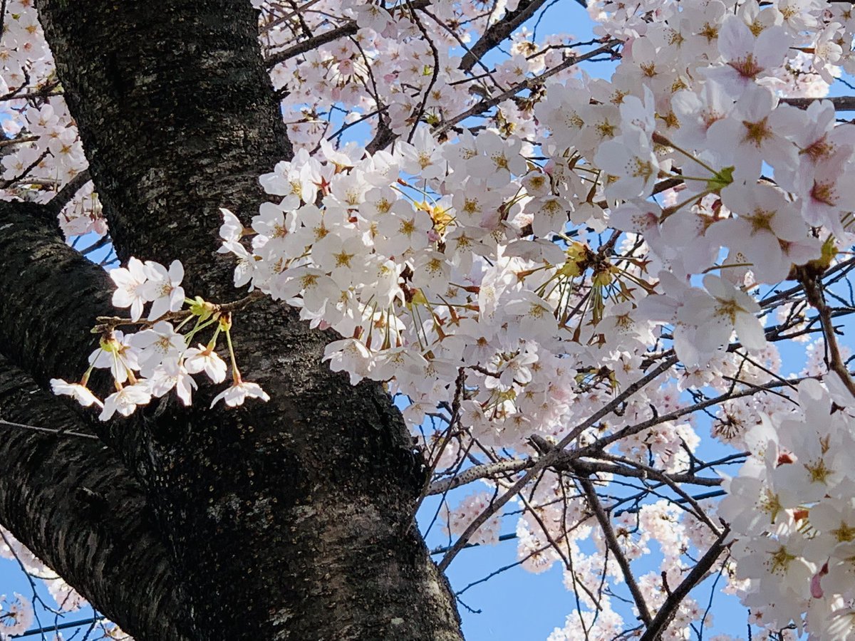 no humans tree cherry blossoms sky branch outdoors blue sky  illustration images