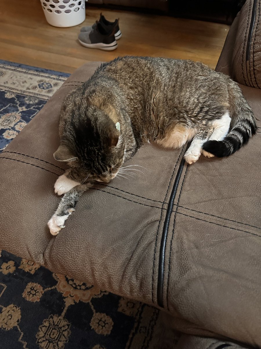 CrittersofH's tweet photo. Kwiss kwoss kitty paws! 19yo Fatta Catta Kelly napping #kwisskwoss #kittypaws #paws #naptime #snooze #fatta #fattacatta #AdoptDontShop  #purr #CatsOfTwitter #Caturday @DinahLewisTayl1 #tabby #SuperSeniorCatsClub #catnap https://t.co/IlWEtWknK2