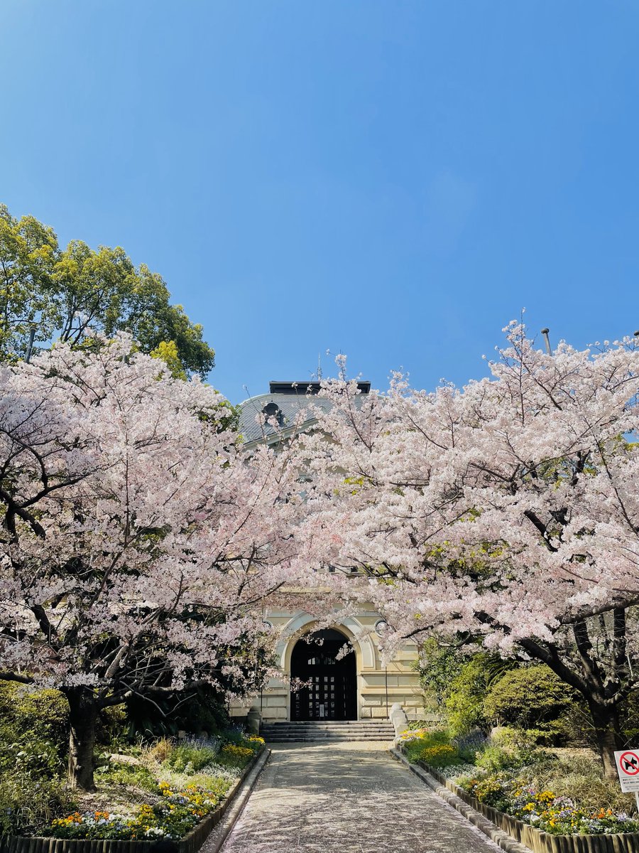 keytec_ez's tweet photo. おはようございます🌞
今日の神戸市の天気は『晴れ』
最高気温は『19℃』
週末に見た #兵庫県公館 の桜が
とっても綺麗だったので
おすそ分けです🌸
本日もよろしくお願いします
#KEYTEC
#企業公式が毎朝地元の天気を言い合う
#企業公式つぶやき部
#神戸市 https://t.co/qKAkFf77BX