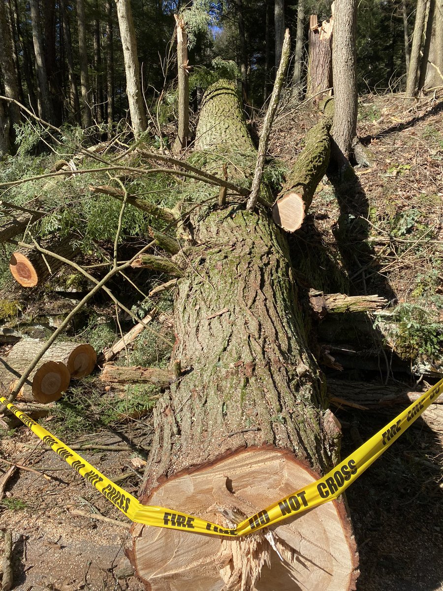 TonyMel13027869's tweet photo. Storm damage along the river road seen on my run #cookforeststatepark #run #marathontraining https://t.co/iGBLnAtA4h