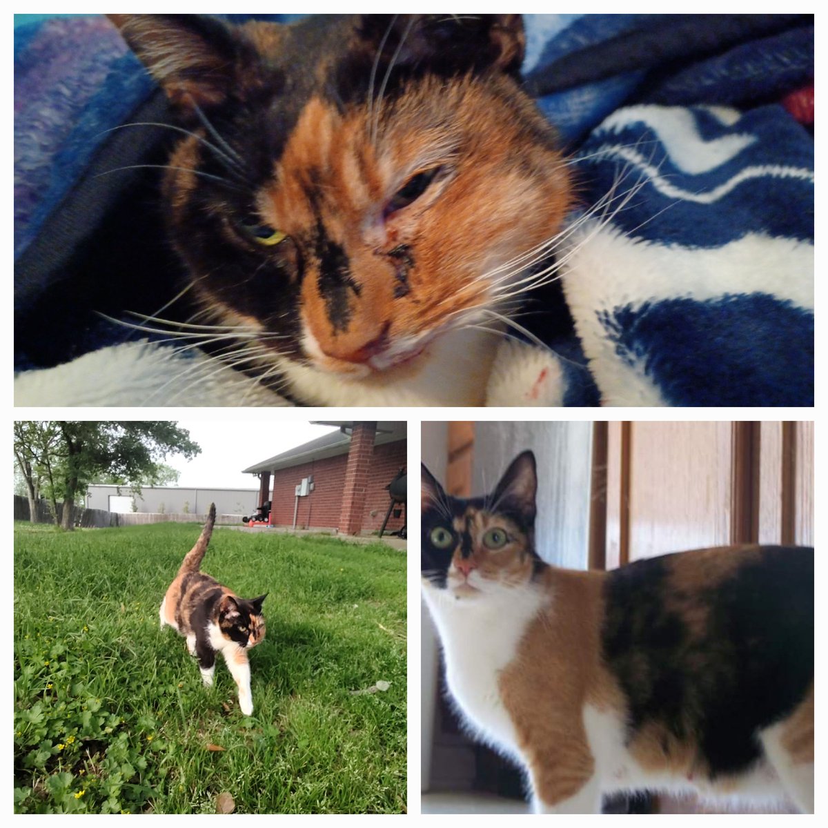 My momma kitty has a tumor. She won't eat anything, and the vet hoped it was just infected teeth.  I'm heartbroken 💔 we lost her son Sebastian not too long ago.  I'm a mess
