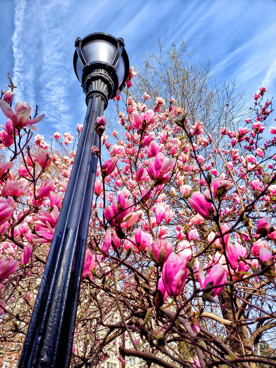 PockettLens's tweet photo. Beautiful skies and Cherry Blossom in New York City.
#unionsquarepark #nyc #newyork #ny taken with #s22ultra https://t.co/5o038EPWWV