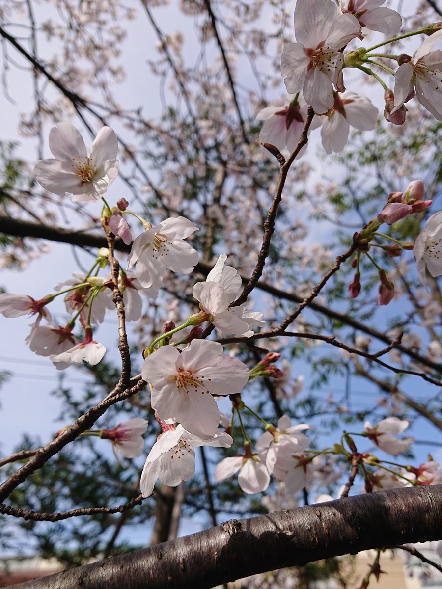 おはようございます！
東京は晴れ☀️

#新年度スタート ですね🎶
フレッシュな子供や社会人の方々が眩しいです🌟

一方で音楽会巨匠との別れもあり、
もの悲しさも含んだ桜に見えておりますが、、。

今期もよろしくお願いいたします(^-^ゞ

#企業公式が毎朝地元の天気を言い合う
#新学期