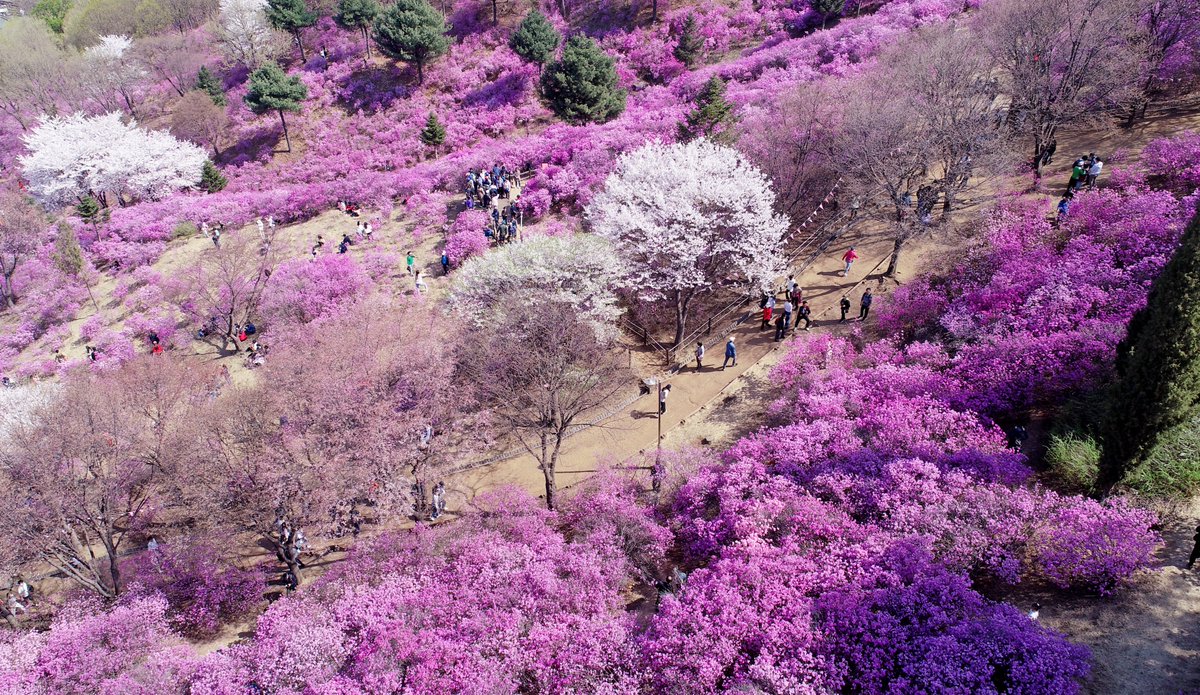 DiscoverKorea_'s tweet image. A hill in #Bucheon is covered with #azaleas in full #Bloom 

#부천 #진달래 #원미산

k-odyssey.com/news/newsview.…