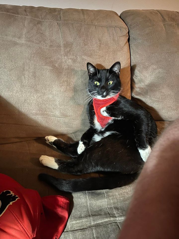 LOST PETS YYC tweet media