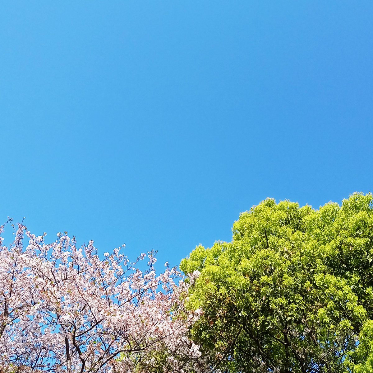 joinkurume's tweet photo. おはようございます
新年度のスタートですね
ジョインでも今日から新しく利用開始される方が何人かいらっしゃいます☺
環境が変わって最初は戸惑うかもしれませんが、皆さんいいスタートを切ってもらえると嬉しいです！
#就労移行支援 
#障害 
#障がい 
#仕事 
#久留米市 
#就活 
#新緑 https://t.co/HjP8NAjkXz