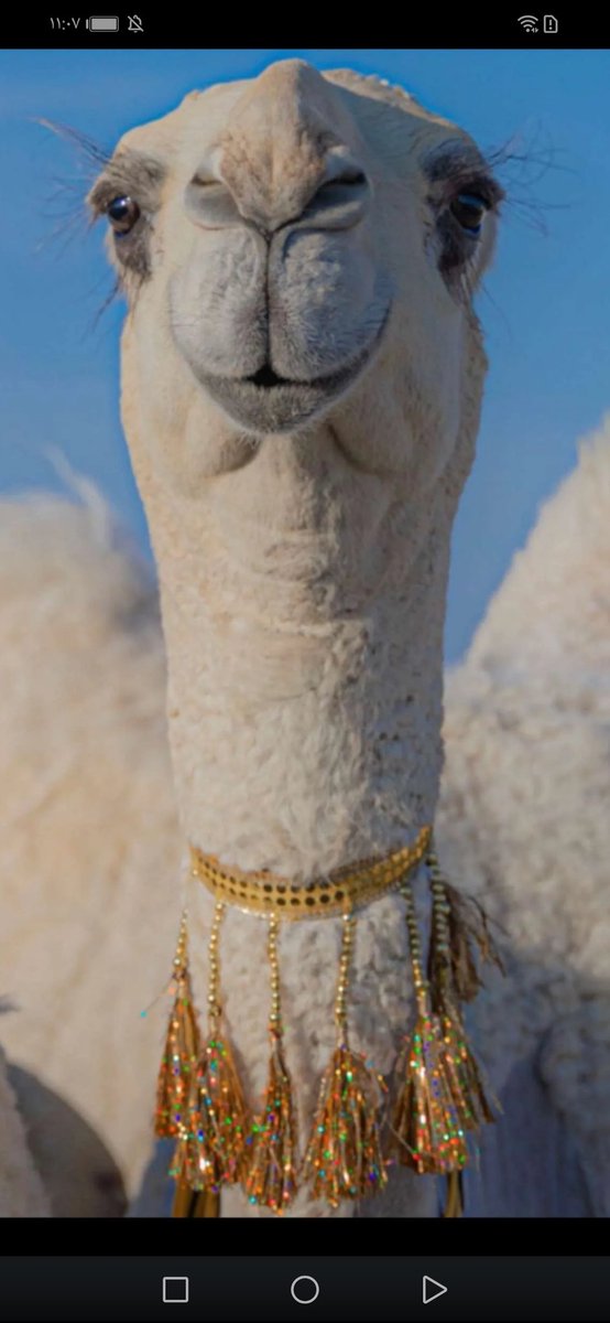 شـبه وضـحـئ مـع الـبـدوان
يـتـلـهـا عـرقـهـا الـنـاتـــل
الــعـمـر كـنـه عـلـى رمـان
والـوجـه كـنـه عـلـى الـباتـل